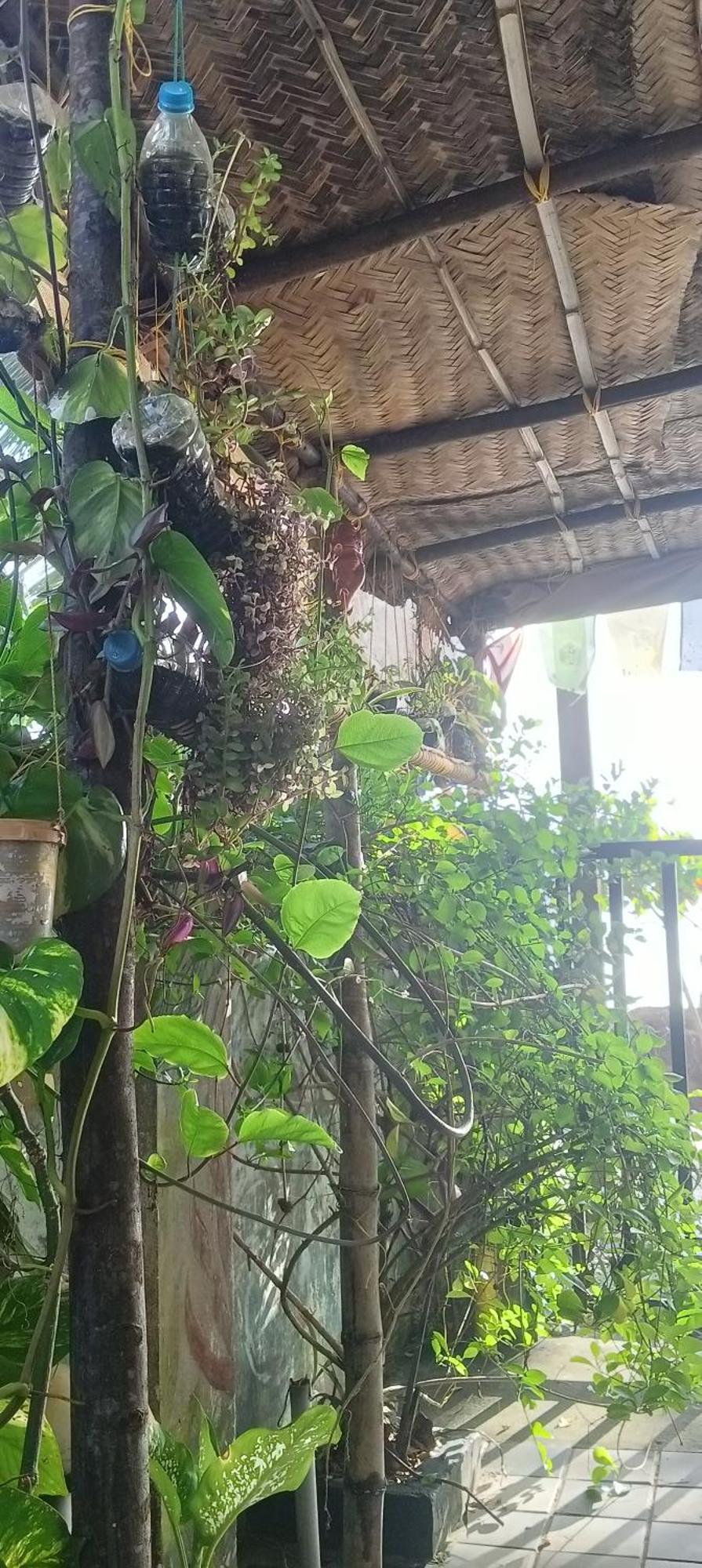 Peace And Homestay